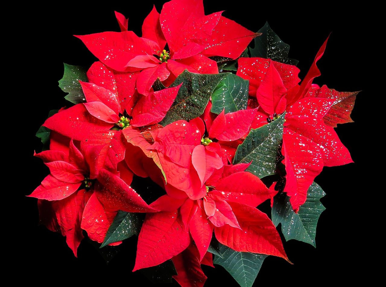 Picture of Christmas flowers